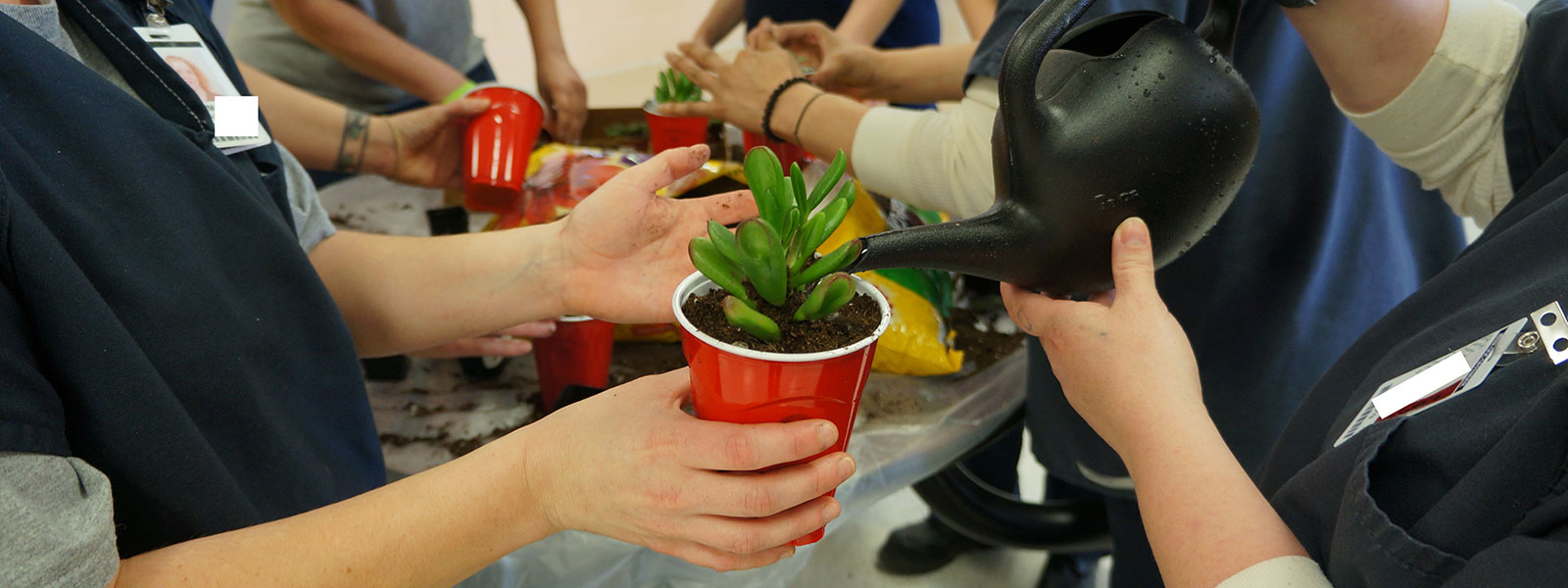 Hands holding a small potted plant.
