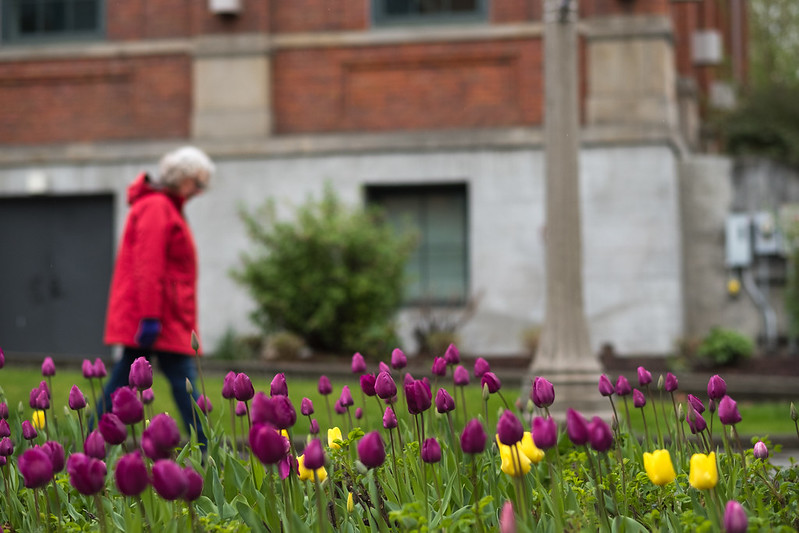 Tulips on campu