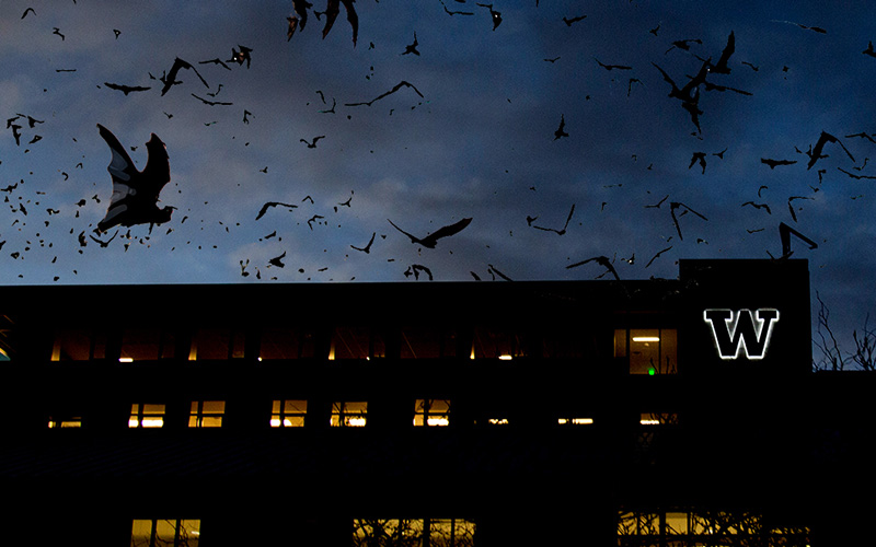 Photo illustration: UW Tacoma campus at twilight with bats in the sky.