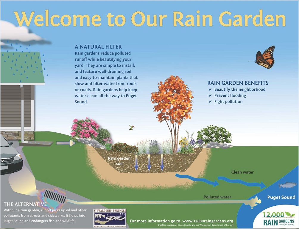 Rain Garden schematic showing how rain gardens can filter our stormwater pollutants.