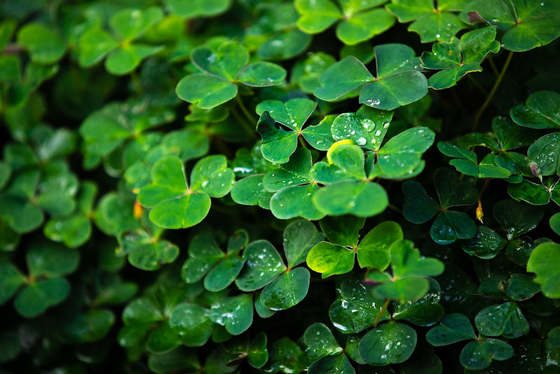 Picture of a native plant on campus called wodd sorrel or Oxalis organa