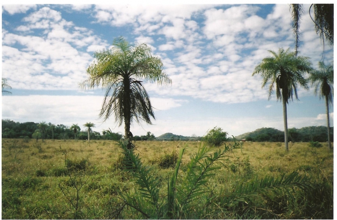 pantanal