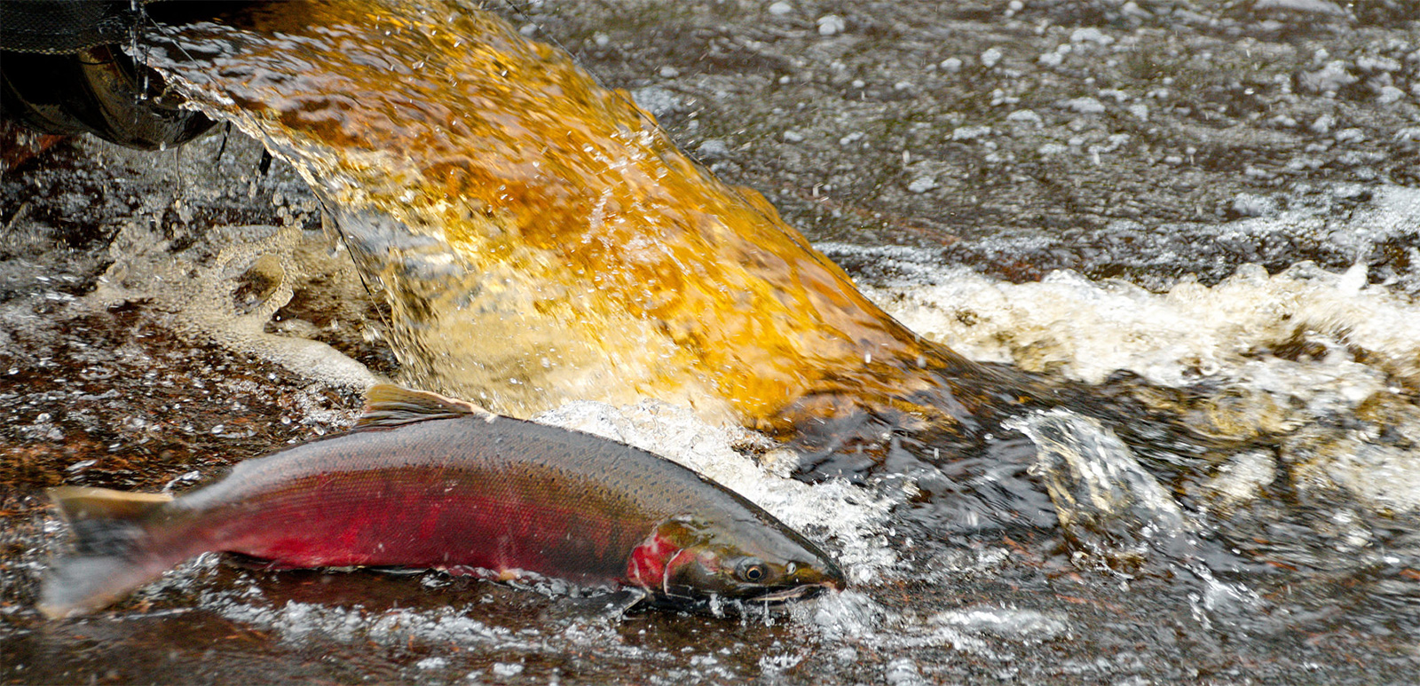 Coho salmon returns to Suquamish Tribe's Grovers Creek Fish Hatchery.