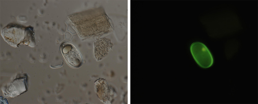 Micrographs of A. catenella