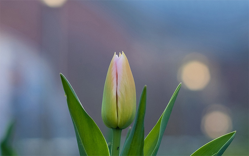 Close-up of tulip on UW Tacoma campus