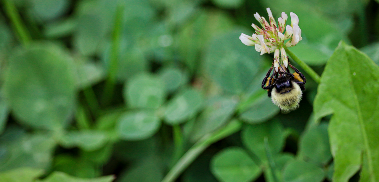 A bee hangs upside down from a flowering plant against a background of green leaves.