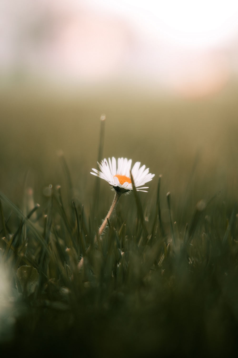 A white daisy flower in grass.