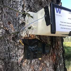 Treecapacitor Tree Power | News & Information | University of Washington Tacoma
