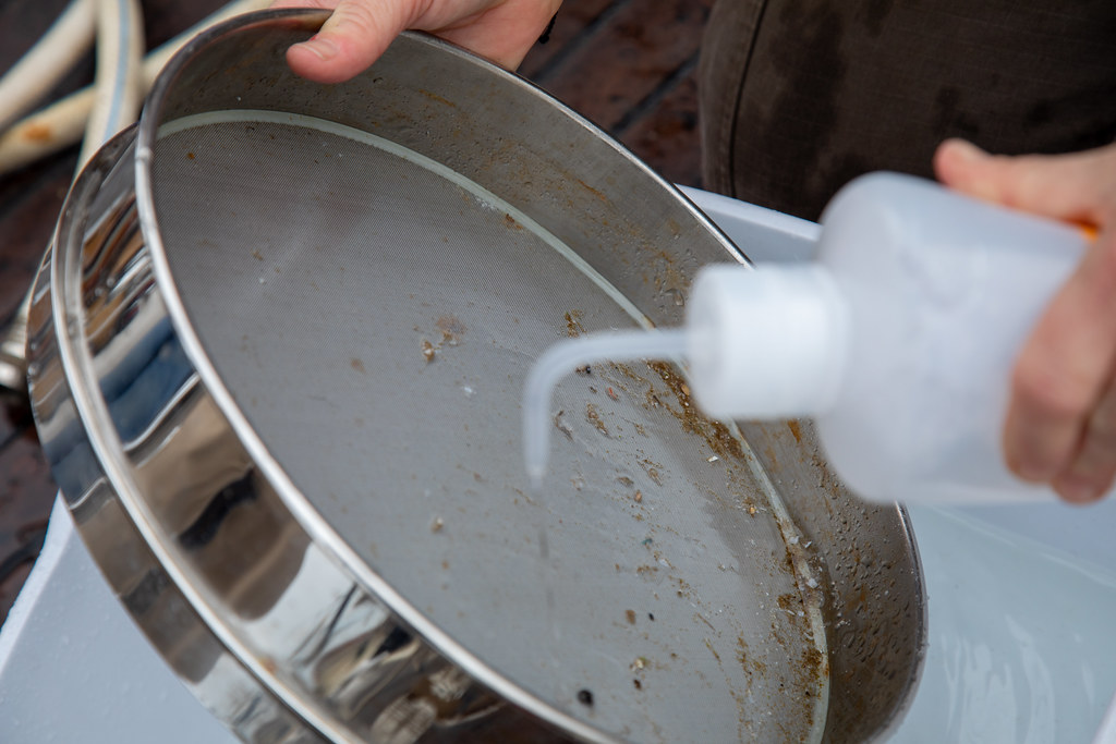 A sieve holds debris from Puget Sound being rinsed with water from a squeeze bottle.