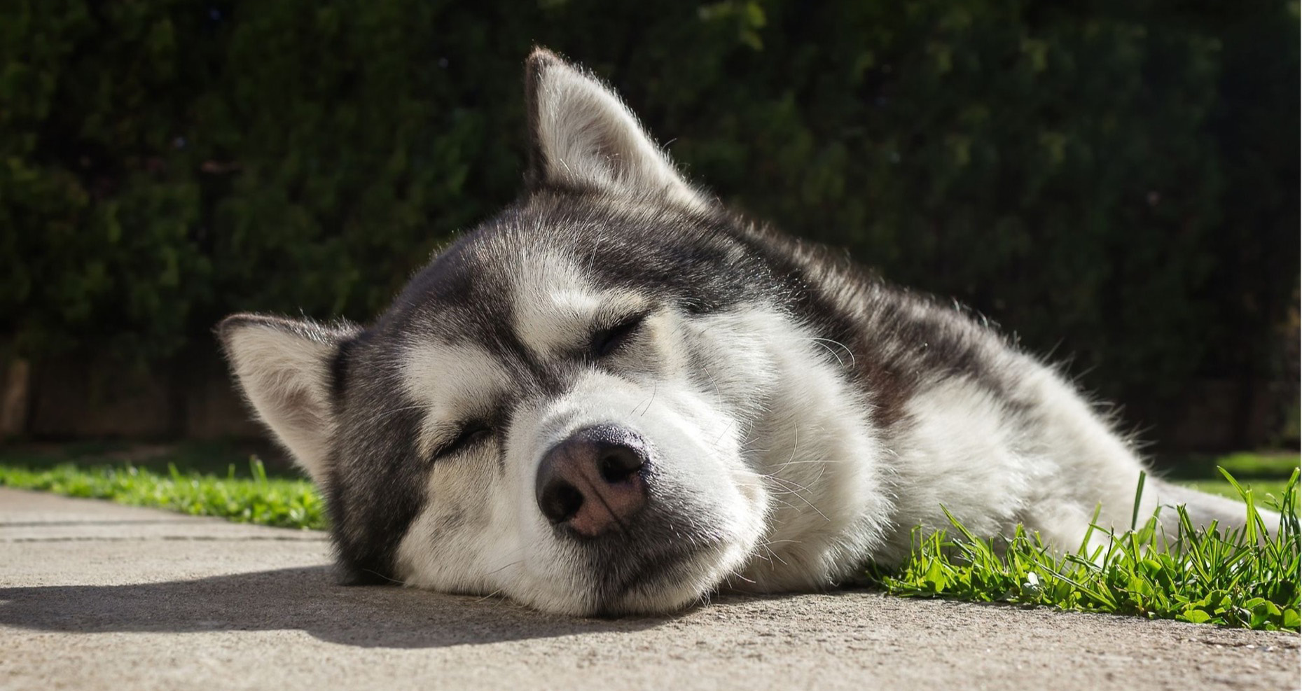 Photo of Husky Sleeping