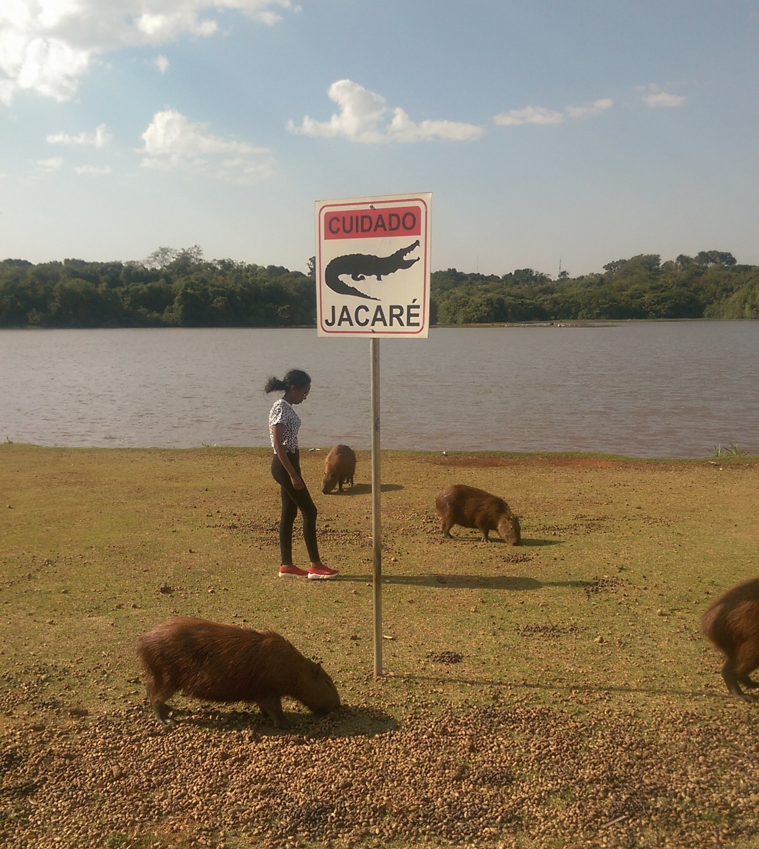 Capybaras in Campo Grande, Brazil near a sign warning students about alligators