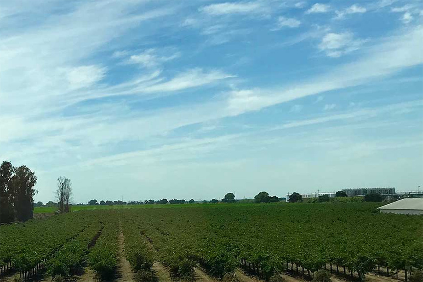 Field of raisin grapes in San Joaquin Valley, California