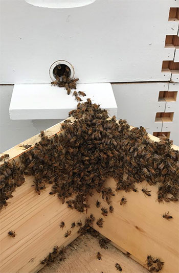 Bees coming out of hive