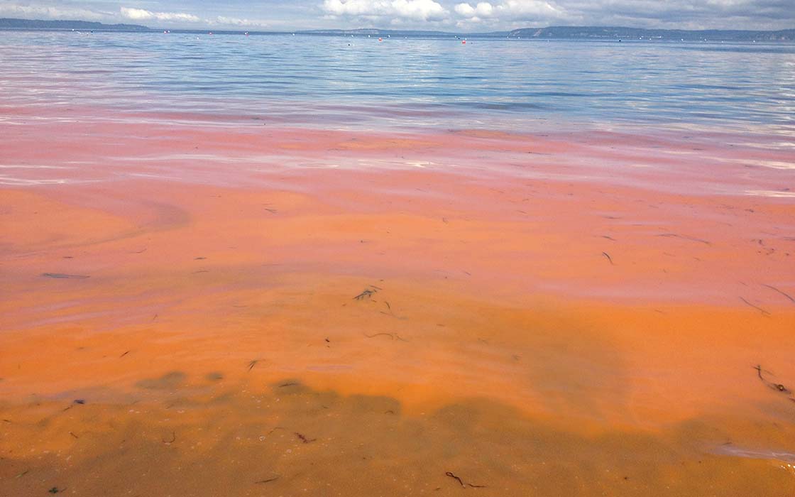 Waters of Puget Sound near Edmonds with "tomato soup" color caused by algae growth.