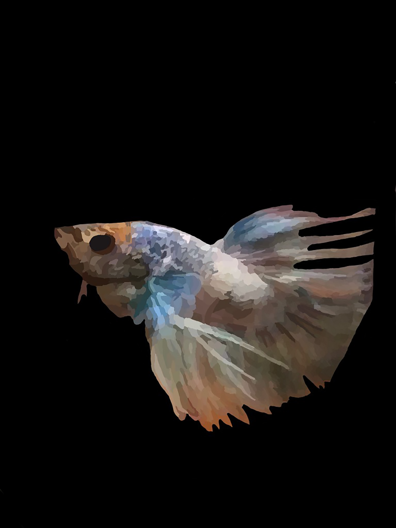 PICTURED: An illustration of a beta fish against a black background.