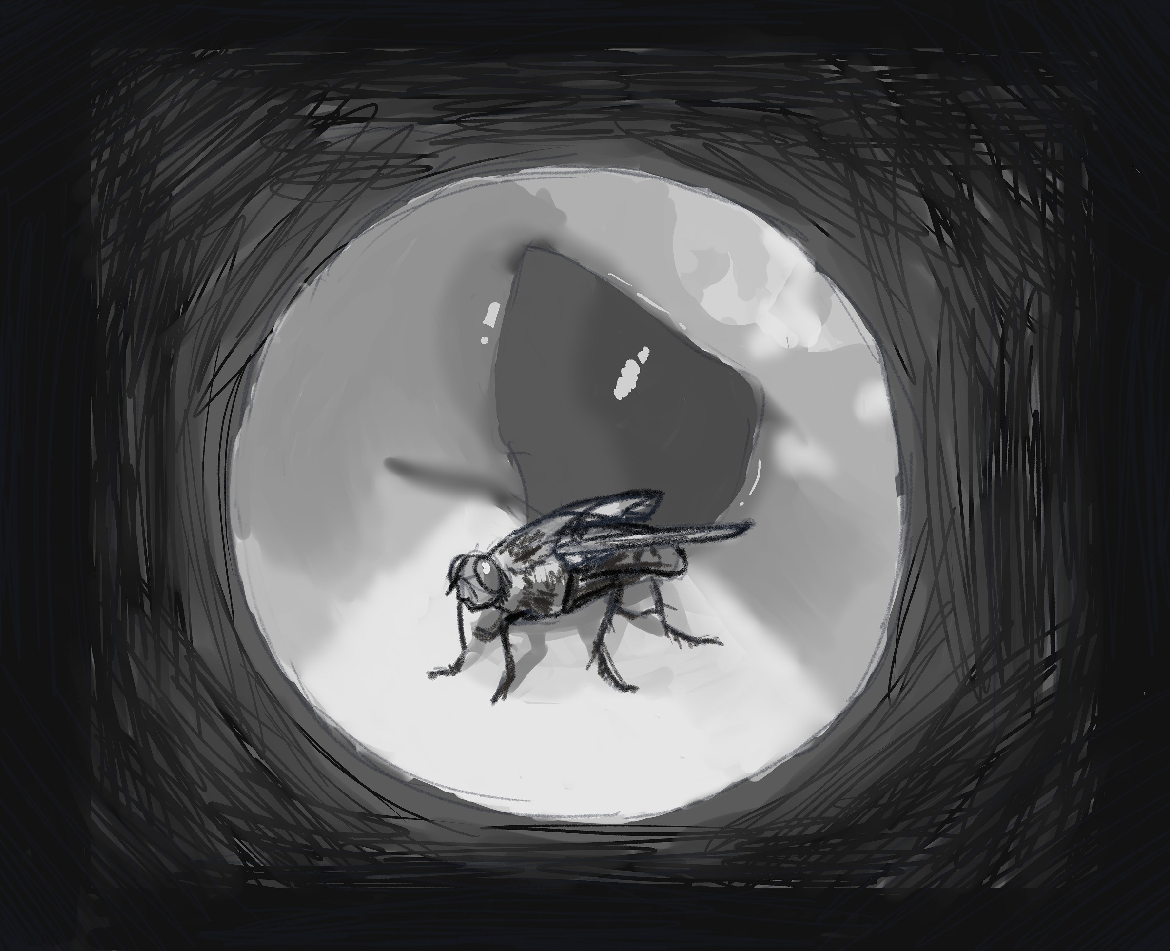 PICTURED: An illustration of a fly in the middle of a circle, shaded as if the viewer is looking through a magnifying scope. 