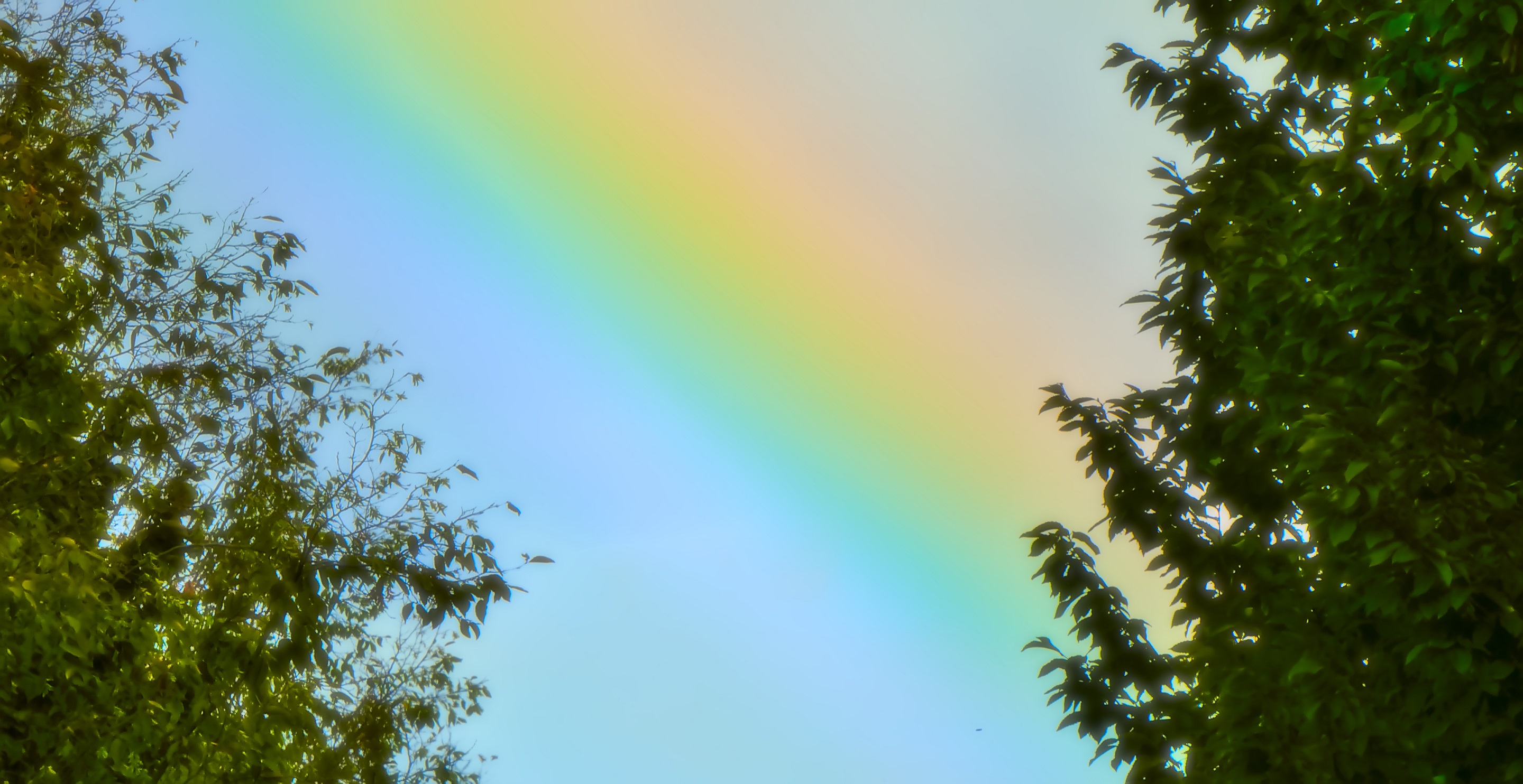 Pictured: A rainbow in a clear blue sky, framed by the edges of two trees to the left and right.