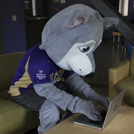 Husky mascot Hendrix types on his laptop in a lounge area