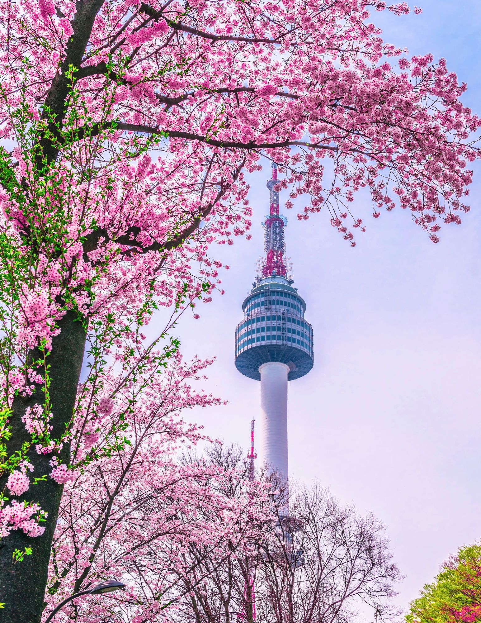 N Seoul Tower with cherry blossoms