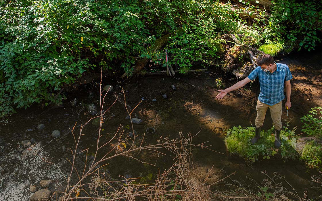 Dr. Ed Kolodziej in Seattle's Thornton Creek, where field work helped track down what was killing coho salmon before they have a chance to spawn.
