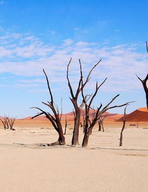 Desert in Nambia with dry trees and blue skies