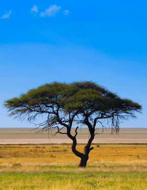 Image of lone tree in Namibia desert