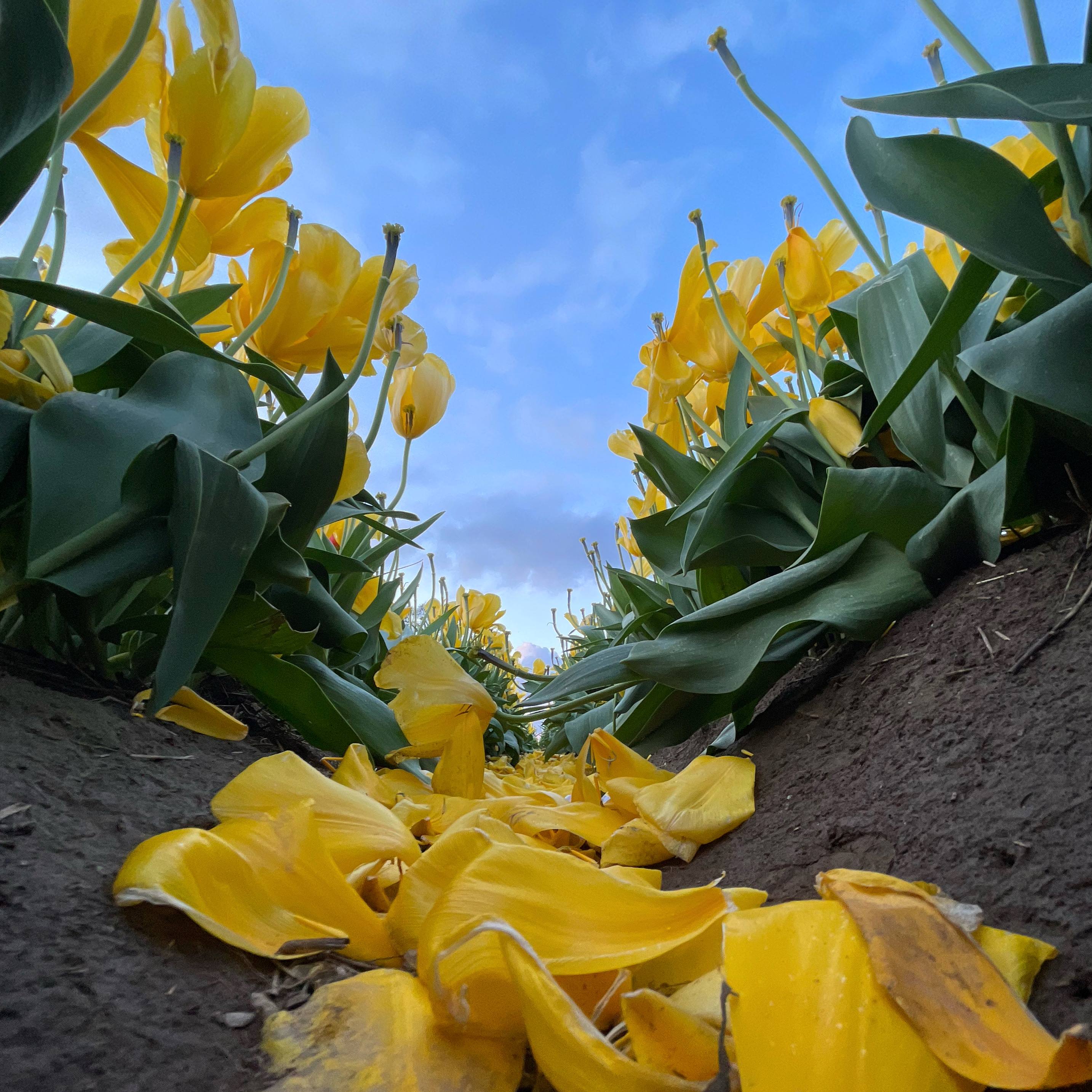 Photo with yellow flower petals on a tract of dirt with yellow flowers standing tall to the right and left, underneath a blue sky.