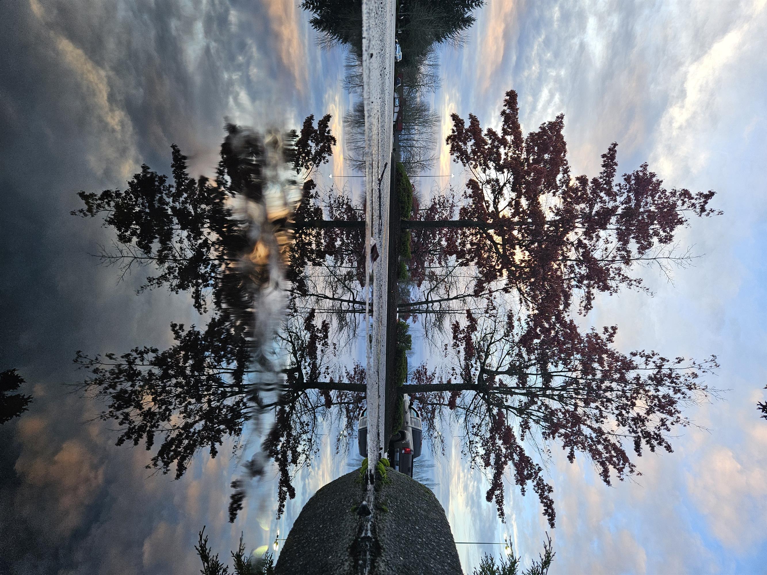 REflection of tree