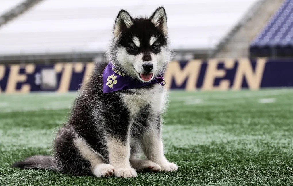 Husky Photo