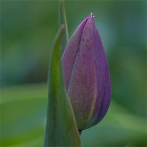 Tulip blooming on UW Tacoma campus