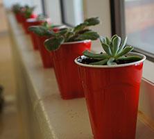 A row of small plants in red plastic cups on a window ledge.