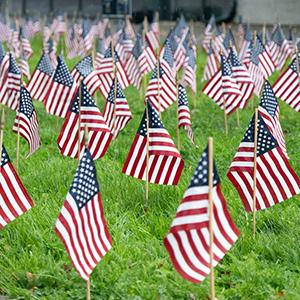 American flags planted along UW Tacoma's Prairie Line Trail in honor of Veterans Day.