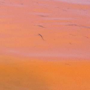 "Tomato soup" color in waters of Puget Sound near Edmonds is result of algae growth.