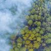 A panorama aerial wildfire burning trees dry grass in the forest.