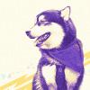 A graphic featuring a purple husky with yellow and gold lines in the background