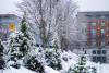 Snow-covered trees outside Court 17 residence hall