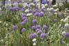 Purple and white flowers