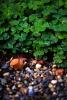 Small clovers in bright green growing from rain garden