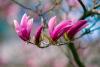 Magnolia flowers on campus