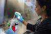 Dr. Anna Groat Carmona, wearing blue latex gloves, preparing a sample for the microscope.