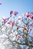 Magnolia tree on UW Tacoma campus