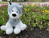 Stuffed Husky Henri in Campus Tulips