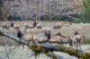 Roosevlet Elk Herd