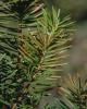 Douglas fir closeup 