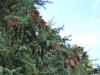 Sitka Spruce closeup