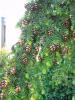 Western hemlock closeup 