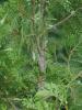 Closeup of a western red cedar