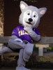 Hendrix the Husky sitting on a bench reading and thinking
