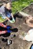 Photo of people digging in dirt