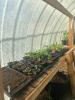 Photo of plants on a bench